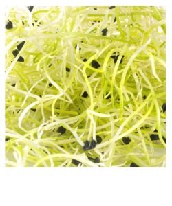 Seeds germinate - Leek BIO, 50 g